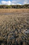 Low Tide Marshland Stock Photo