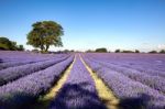 Lavender Field In Banstead Stock Photo