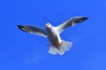 Gull, Seagull Stock Photo