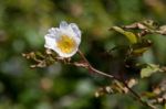 White Dog Rose (rosa Canina) Stock Photo