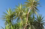 Palm Trees Stock Photo