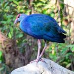 Purple Swamphen Stock Photo