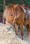 Horse Eating Hay Stock Photo