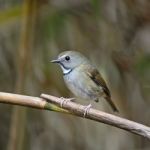 White-gorgeted Flycatcher Stock Photo