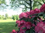 Rhododendron-flowers In The Park Stock Photo