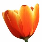 Orange Tulip Isolate Over White Stock Photo