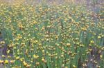 
Xyridaceae Beautiful Field Full Of Yellow Stock Photo