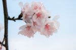 Cherry Blossom With Soft Focus, Sakura Season Background Stock Photo