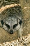 Small Meerkat Or Suricate (suricata Suricatta) On The Dirt Stock Photo