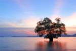 Mangrove Trees Stock Photo