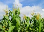 Corn Field Under Cloudy Blue Sky Stock Photo