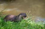 Eurasian Otter (lutra Lutra) Stock Photo