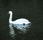 Swan In Water Stock Photo