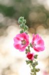 Hollyhock Flower Stock Photo