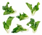 Bok Choy Vegetable Isolated Stock Photo