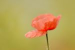 Poppy Stock Photo