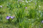 Crocuses Flowering In Springtime Stock Photo