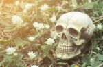 Still-life Of Human Skull On Grass And White Flowers Stock Photo