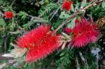 Bottlebrush Tree (callistemon) Flowering In Sardinia Stock Photo