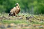 Griffon Vulture Stock Photo