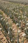 Onion Field Stock Photo