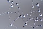 Spiderweb Stock Photo