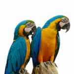 Blue And Gold Macaw Stock Photo