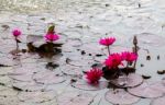 Water Lily Stock Photo