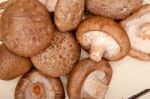 Shiitake Mushrooms Stock Photo