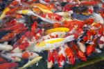 Japanese Koi Fish Stock Photo