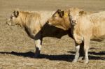 Brown Cows Stock Photo