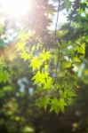 Fresh Green Maple Leaves With Soft Focus Stock Photo