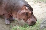 Hippo Eating Fresh Green Grass Stock Photo