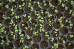 Young Seedlings Of Vegetable In Tray Stock Photo