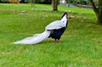 Golden Pheasant Or Chinese Pheasant Stock Photo