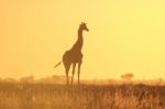 Giraffe Silhouette - African Wildlife - Simplistic Gold Stock Photo