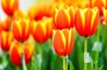 Orange And Yellow Tulips Stock Photo