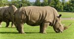 Image Of A Pair Of Rhinoceroses Eating The Grass Stock Photo