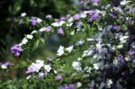 Closeup Of Brunfelsia Uniflora Flower Stock Photo