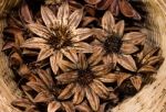 Pinecone Flower Stock Photo