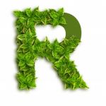 Letter R With Leaves Stock Photo