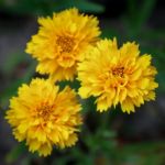 Close-up Of The Kerria Japonica Pleniflora Shrub Stock Photo