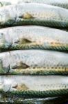 Atlantic Mackerel Stock Photo