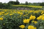 Marigold Flower Filed Stock Photo