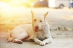 A White Dog Lying In The Park Stock Photo