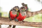 Two Crimson Bellied Conure Stock Photo