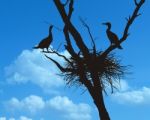 Cormorants Nest Built Stock Photo