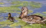 Funny Mother-duck And Her Chick Stock Photo