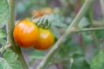 Plantation Of Tomatoes In The Organic Garden Stock Photo