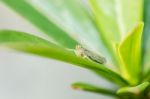 Aphid Stock Photo